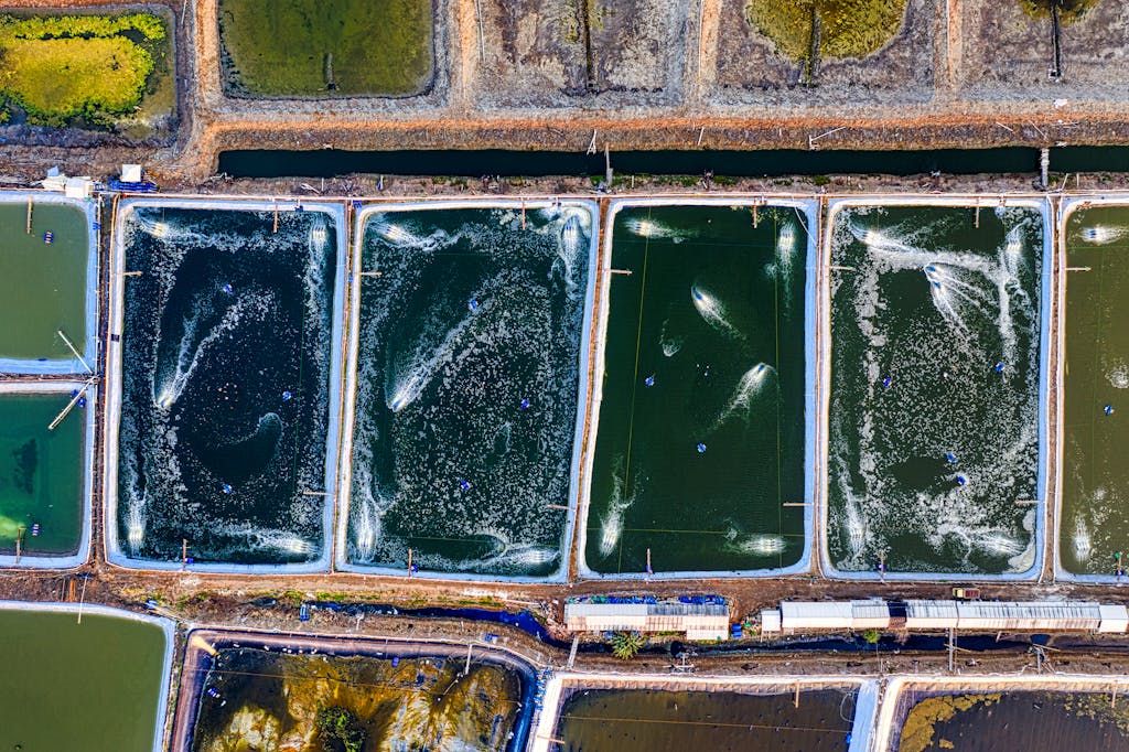 Top view of rectangular shaped ponds with swimming fish in pure aqua with ripples in countryside